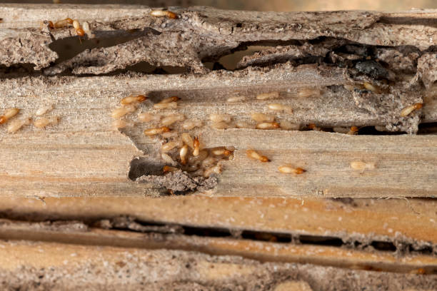 Professional Pest Control in Delavan Lake, WI